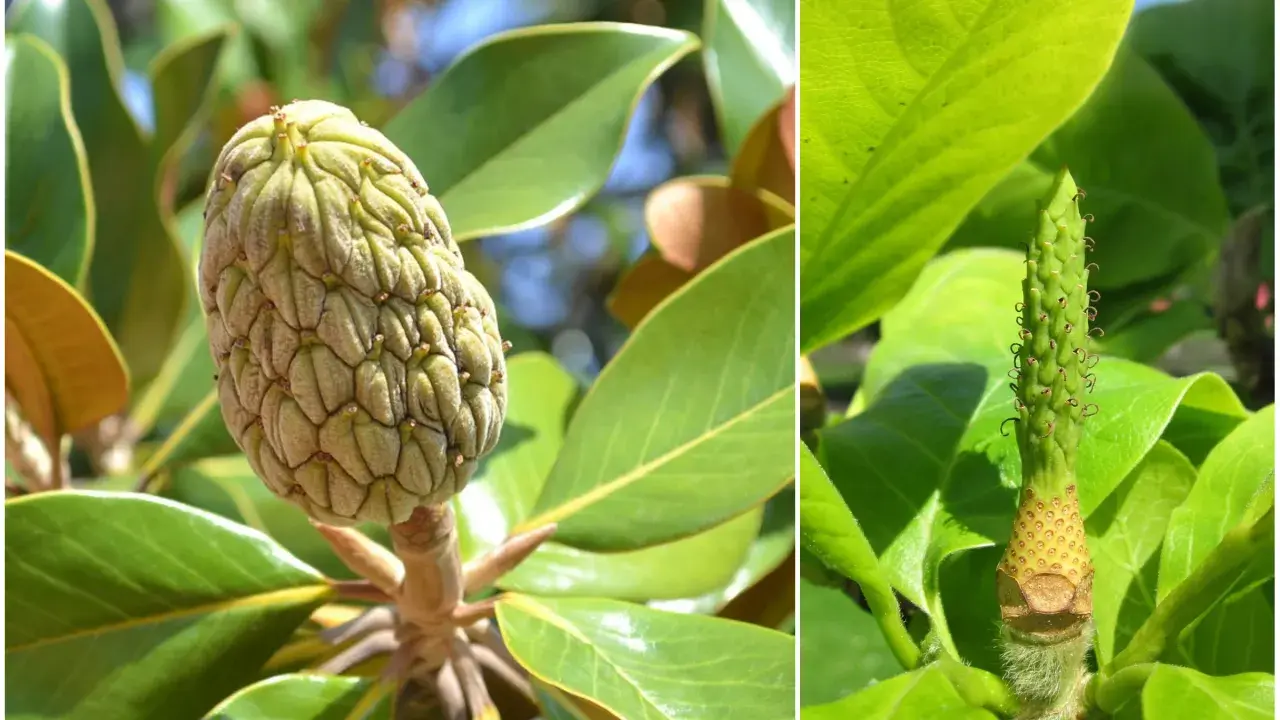 Zielone, łuskowate owocki magnolii otoczone błyszczącymi liśćmi.