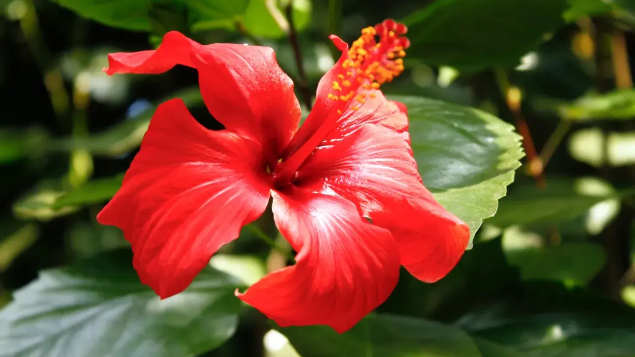 Czerwony hibiskus, piękny kwiat, ale herbata z niego ma przeciwwskazania.