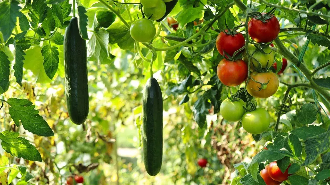 Des concombres et des tomates mûrs pendent des branches, un signe que le travail de planter des légumes porte ses fruits.