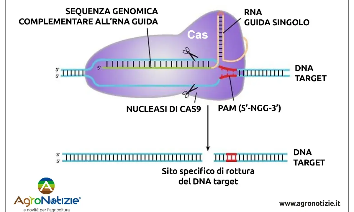 Le forbici molecolari Cas9 tagliano il DNA target guidate da un RNA, creando una rottura specifica.