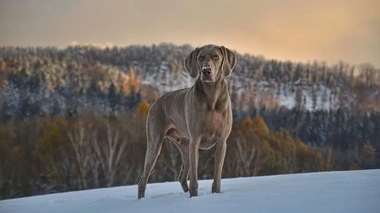 Chien Weimaraner dans la neige, le museau légèrement couvert de givre, rappelant le syndrome queue de cheval chien par sa posture fière.