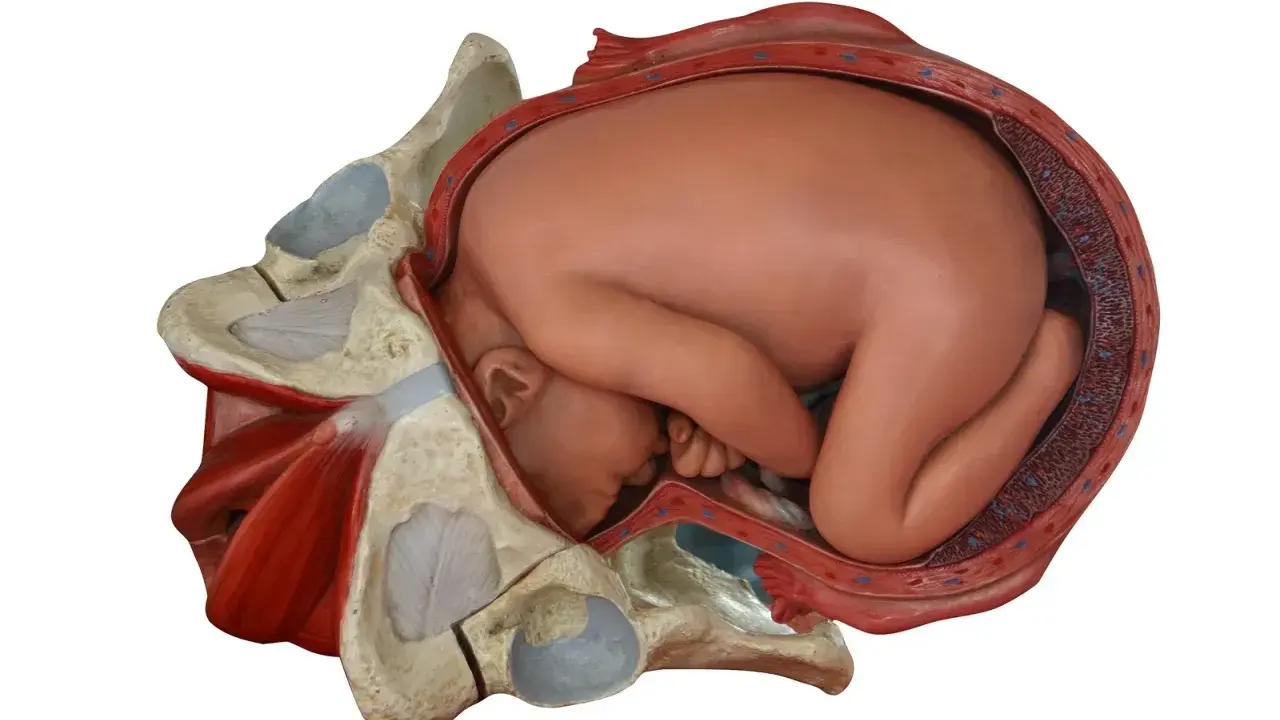 Model anatomiczny pokazuje, jak wygląda pochwa przed porodem, z główką dziecka wstawioną do miednicy.