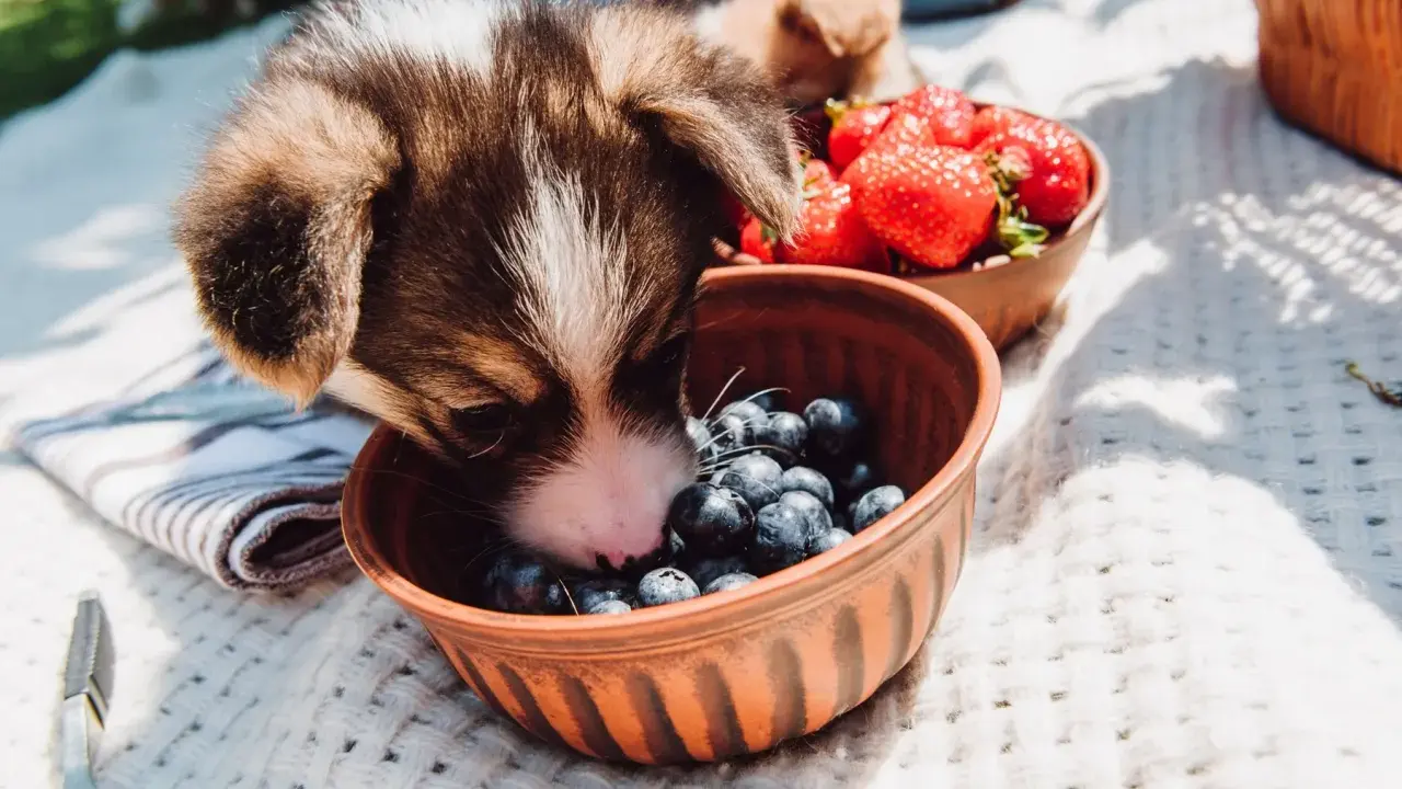 Szczeniak Corgi wącha miseczkę z borówkami, zastanawiając się, czy pies może jeść borówki. Obok miseczka z truskawkami.