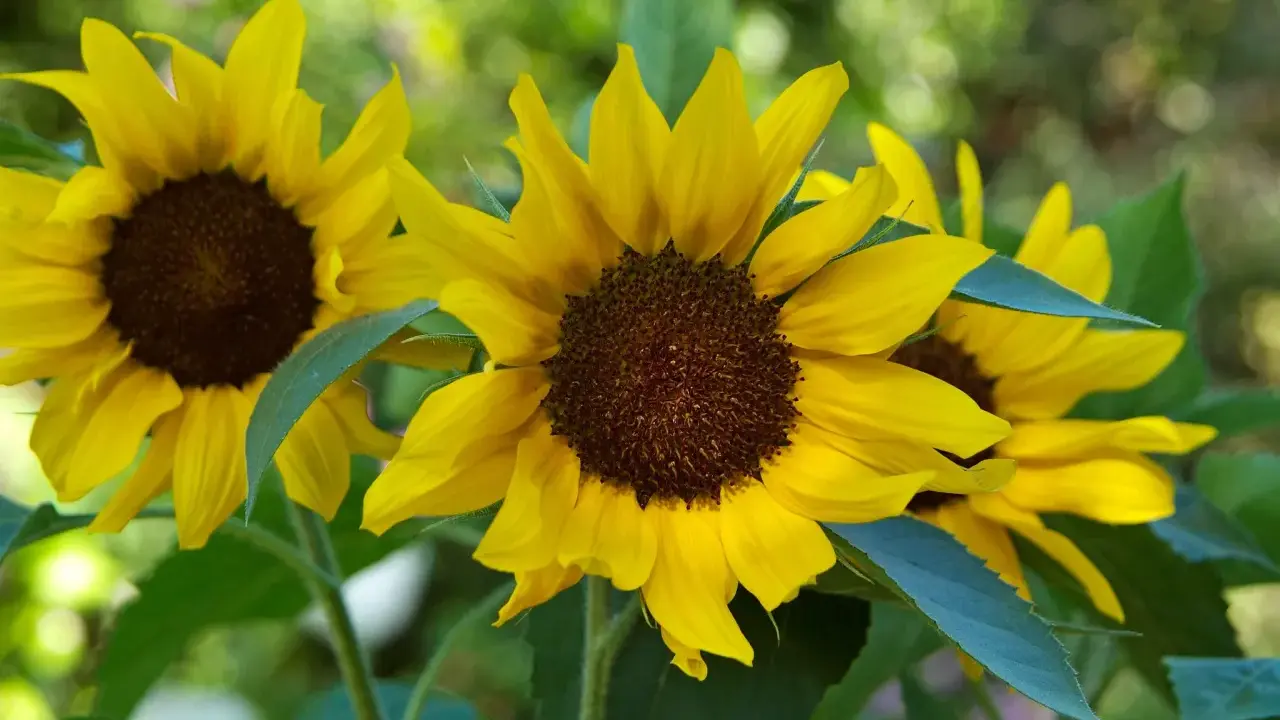 Bright yellow sunflowers in bloom, showcasing various types with their dark centers and vibrant petals against a soft green background.
