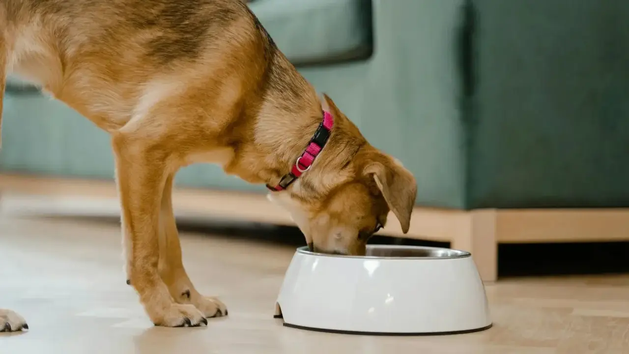 Un chien mange dans sa gamelle. Il apprécie son repas, peut-être enrichi de legume pour chien.