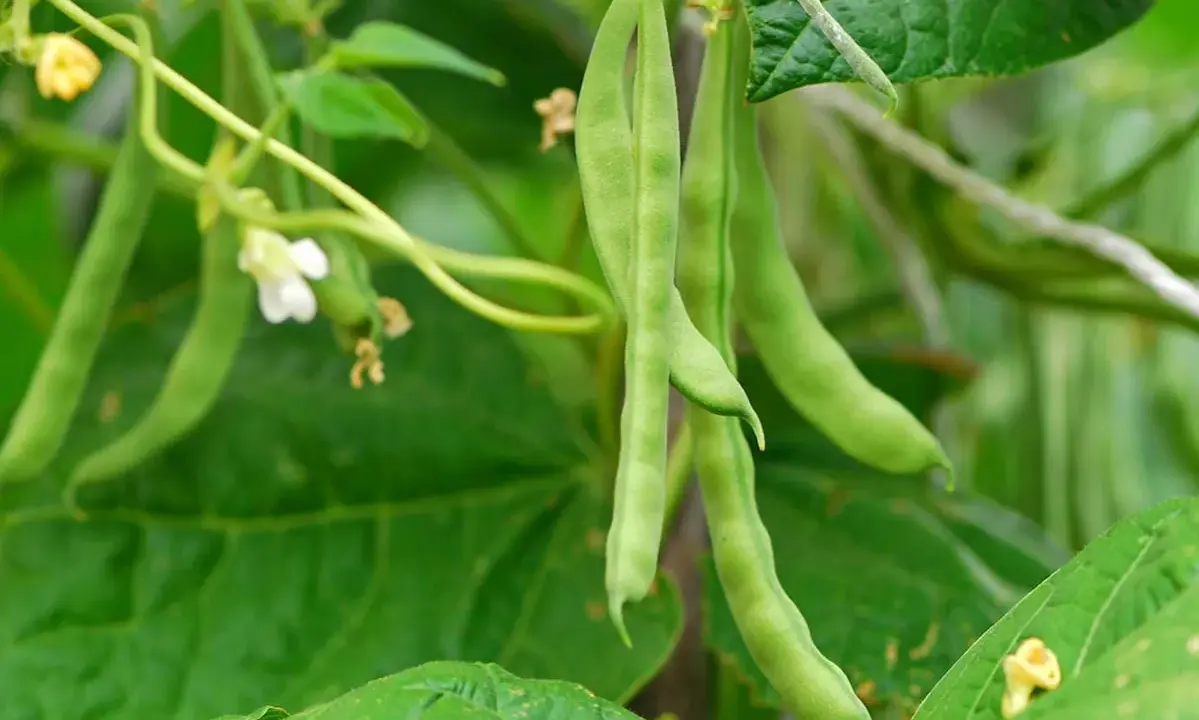Gousses de haricots verts pendant sur leur tige, prêtes pour la récolte. Une tradition dit qu'il faut semer les haricots avec la lune.