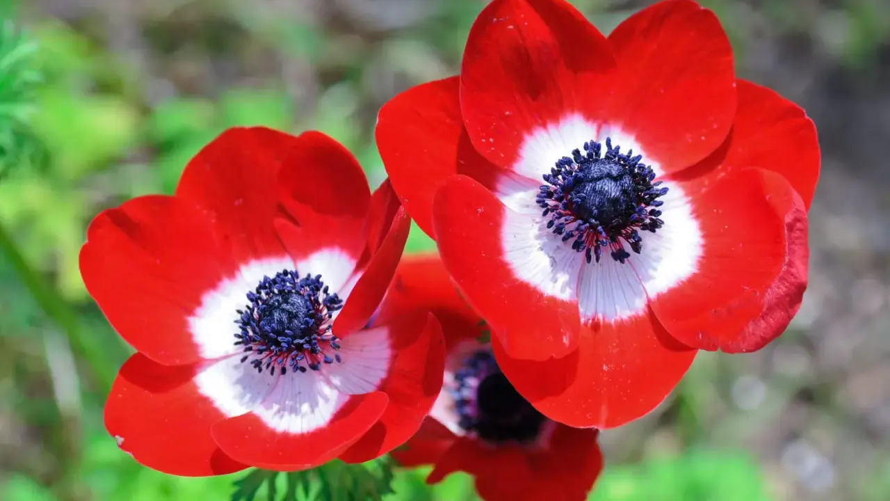 Trois anémones aux pétales rouge vif, un cœur blanc et un centre noir profond. Une grosse fleur rouge qui attire le regard.