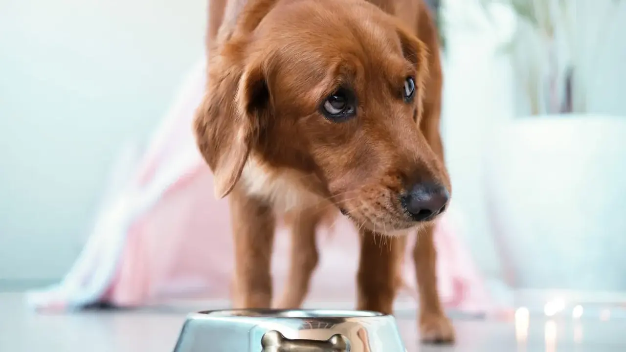 Chien brun regardant une gamelle vide, pensant aux aliments interdits pour insuffisance rénale chien.