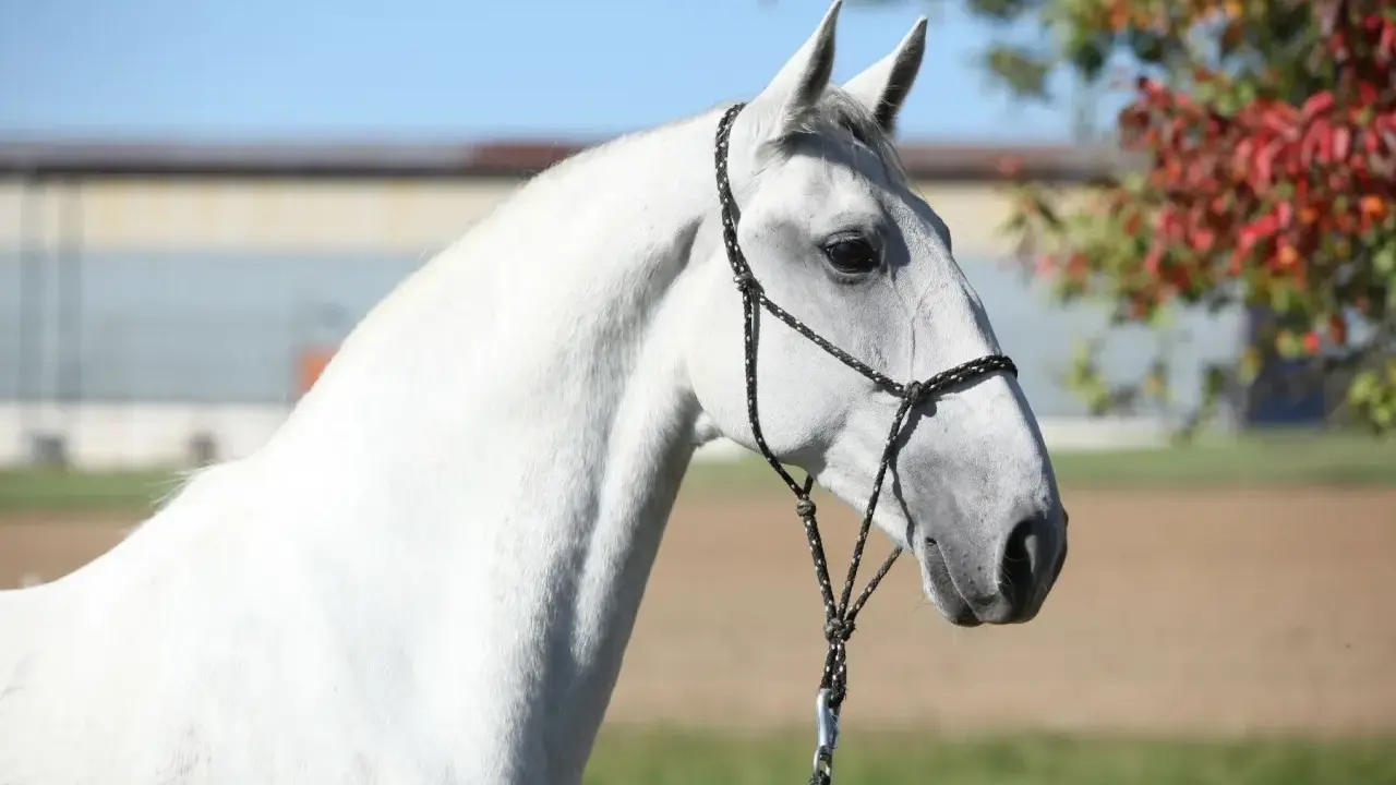 Ein weißer Lipizzaner mit schwarzem Halfter steht vor einer Herbstkulisse. Seine eleganten Lipizzaner Farben sind ein Blickfang.