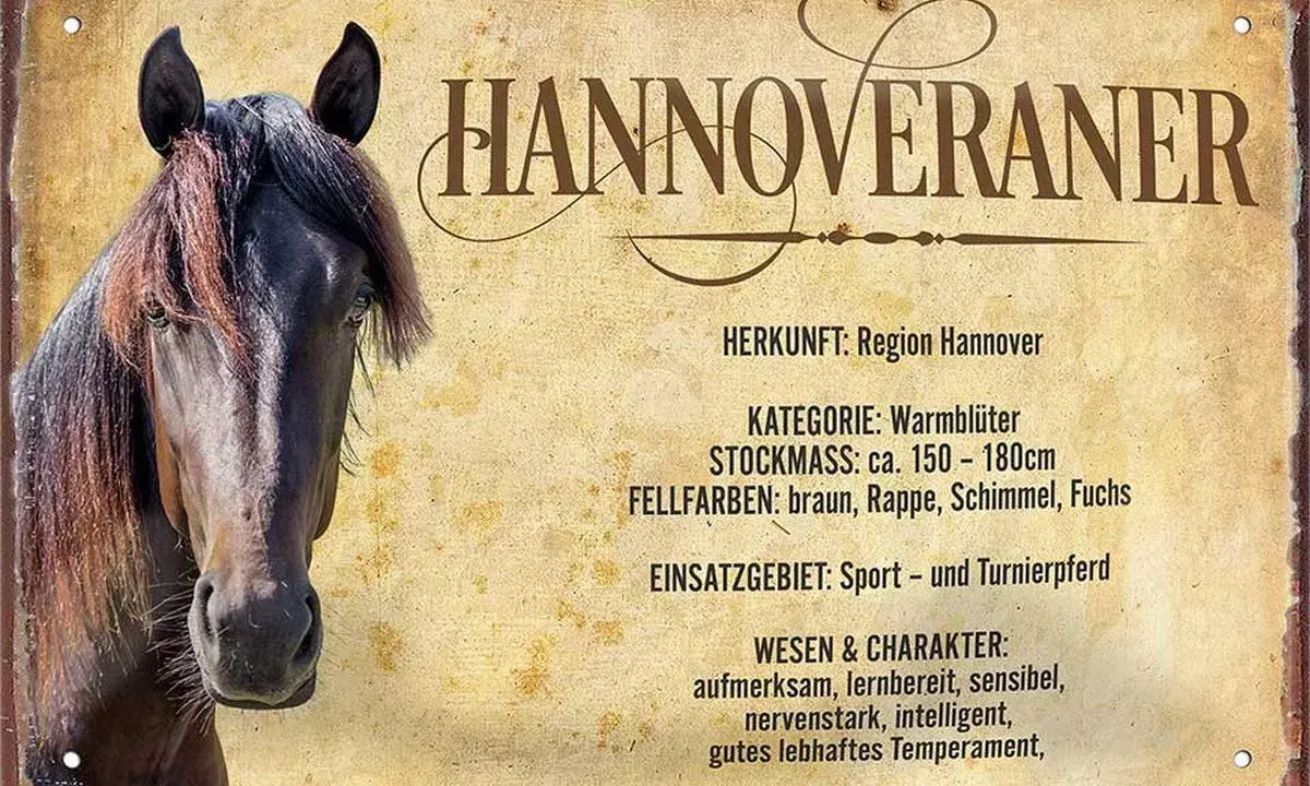 Ein brauner Hannoveraner mit detailliertem Steckbrief. Er ist ein Warmblüter, ideal für Sport und Turniere.