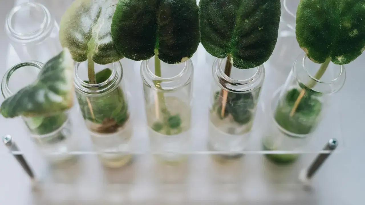 Des feuilles vertes dans des éprouvettes remplies de solution nutritive hydroponie, prêtes à pousser.