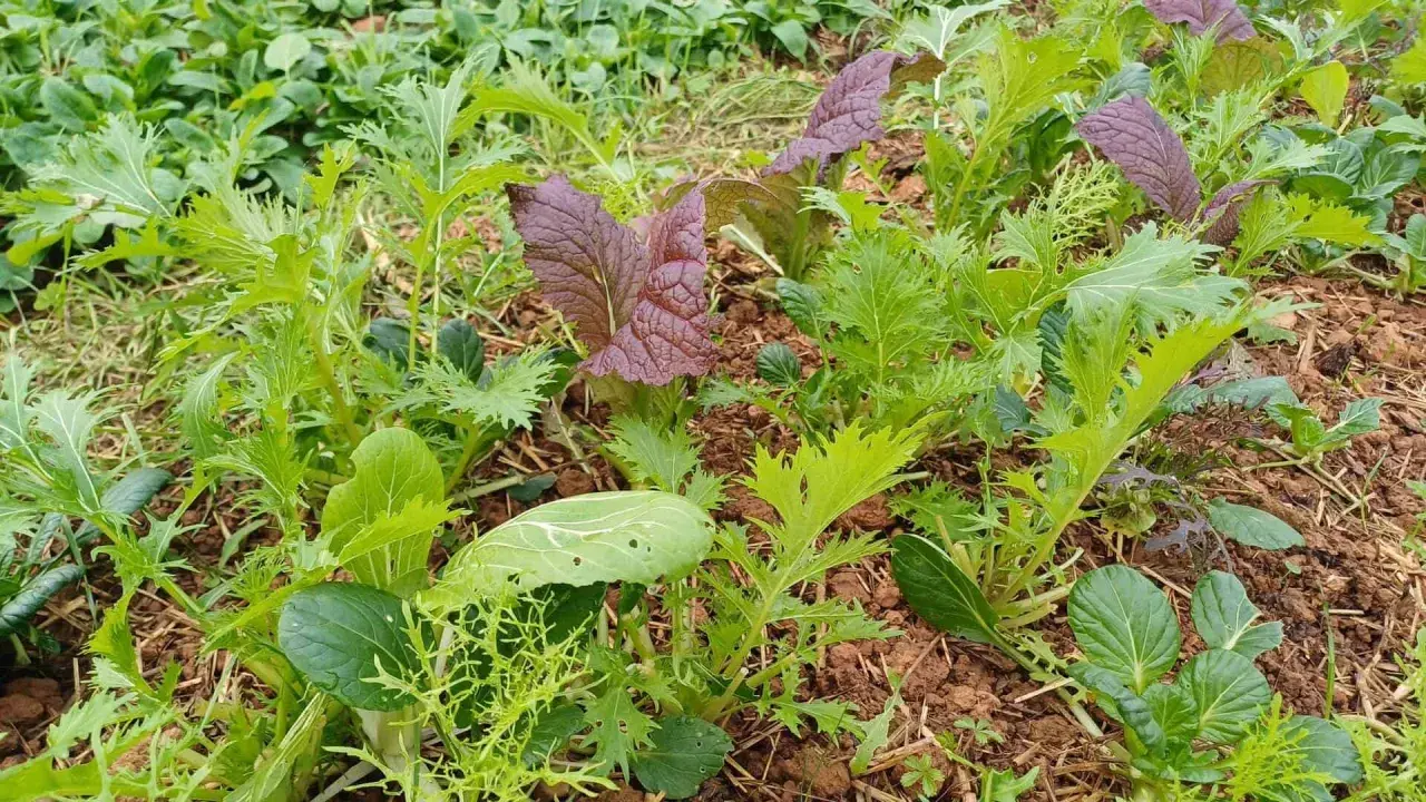 Champ de laitue brune d'hiver, avec des feuilles vertes dentelées et des touches de pourpre. Les jeunes pousses promettent une récolte savoureuse.