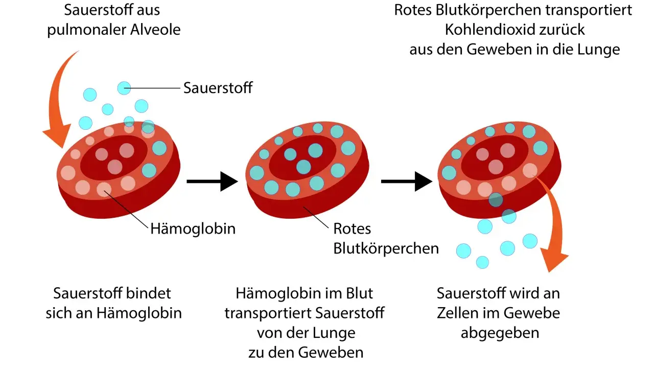 Rotes Blutkörperchen nimmt Sauerstoff auf, transportiert ihn zu den Geweben und gibt ihn ab. Zu viel Sauerstoff im Blut ist nicht gut.