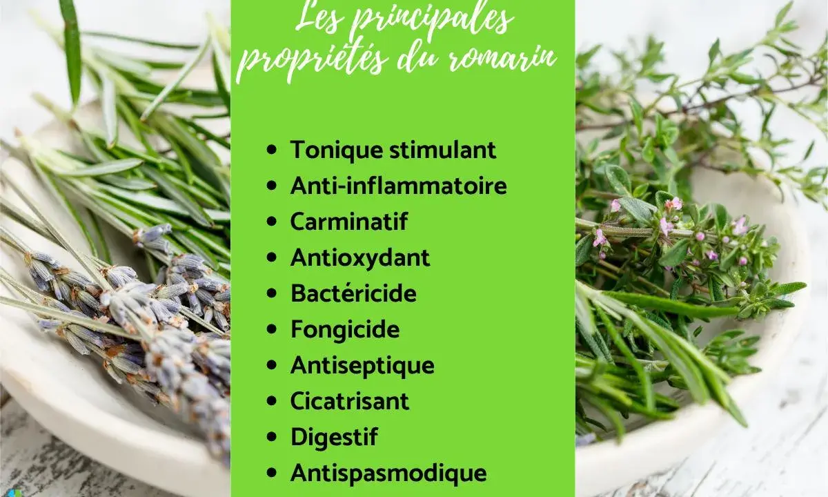 Plante aromatique aux multiples bienfaits, le romarin est tonique, anti-inflammatoire et digestif. Ses propriétés sont détaillées sur fond vert.