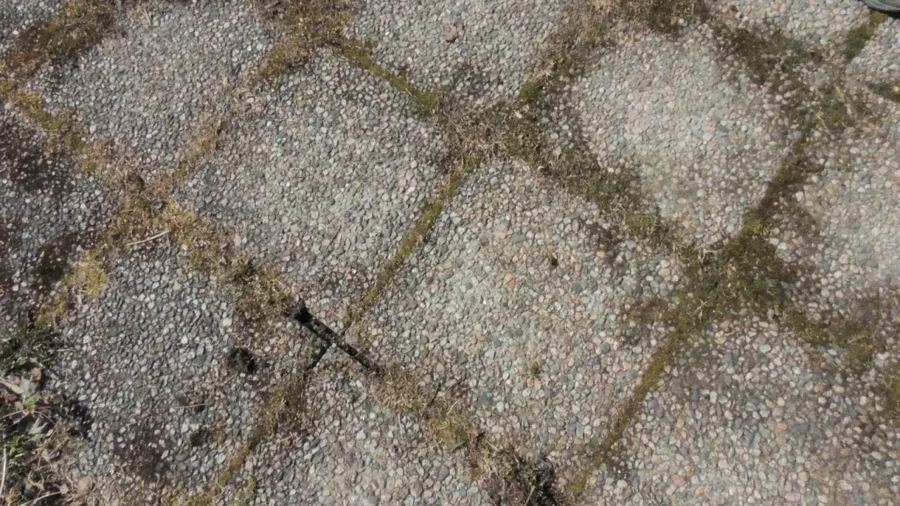 Grå stenplattor med mossa mellan fogarna. Ett klassiskt husmorstips för att ta bort mossa på stenplattor kan behövas här.