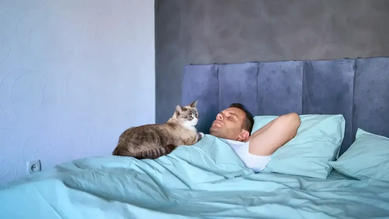 Kot śpi na człowieku, co oznacza głębokie zaufanie i poczucie bezpieczeństwa. Zwierzę czuje się komfortowo i kochane.