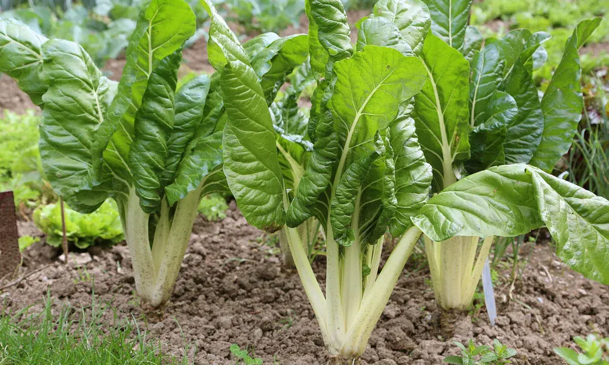 Frisch im Beet: Üppige **mangold pflanzen** mit großen, grünen Blättern und hellen Stielen wachsen im Garten.