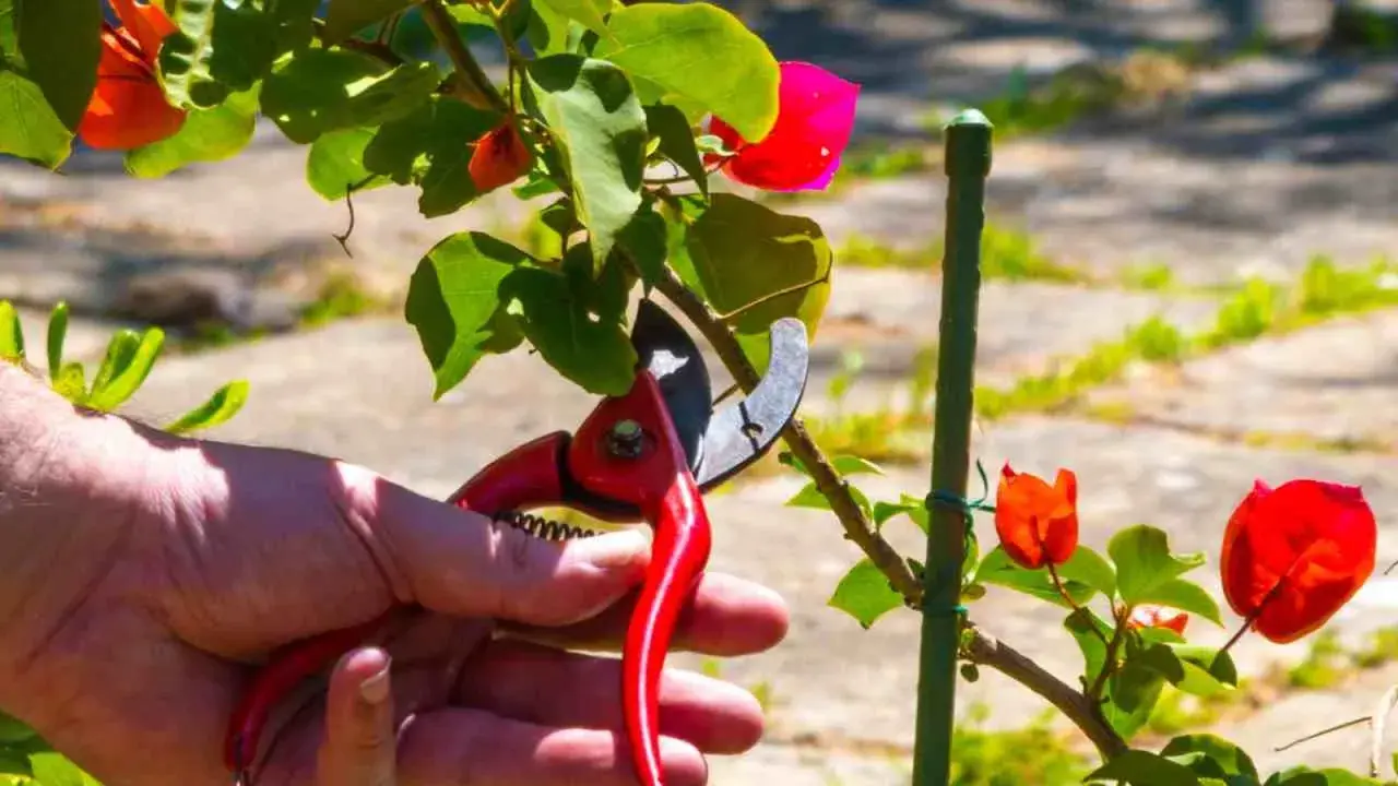 Mano con tijeras podando una buganvilla en verano, con flores rojas y hojas verdes.
