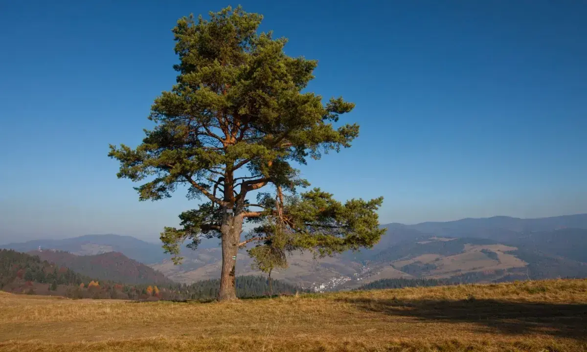Samotna sosna na wzgórzu w Małych Pieninach, z widokiem na dolinę i pasma górskie w oddali.