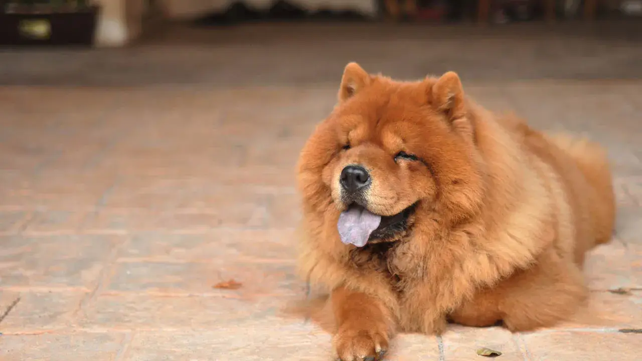 Puszysty chow chow z językiem na wierzchu leży na płytkach, wyglądając na zrelaksowanego i szczęśliwego.