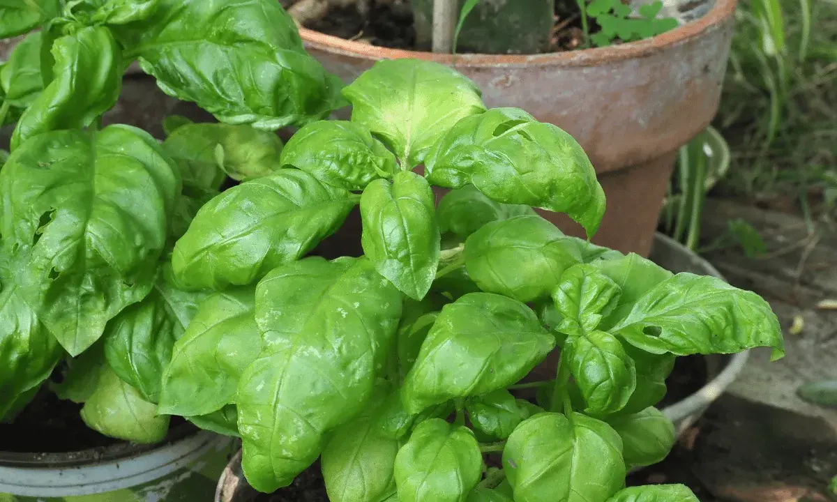 A lush basil plant with vibrant green leaves, ready to add flavor to any dish.