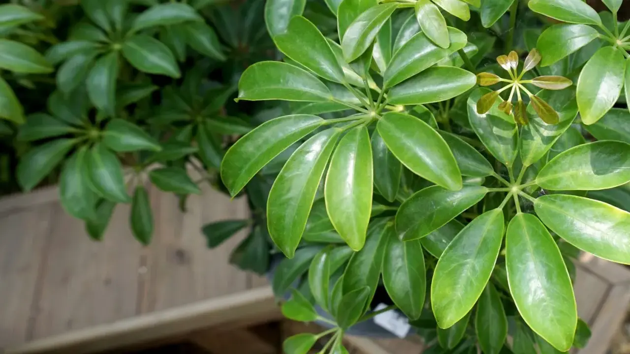 Grüne, glänzende Blätter einer Schefflera, einer Pflanze, die wenig Licht braucht.