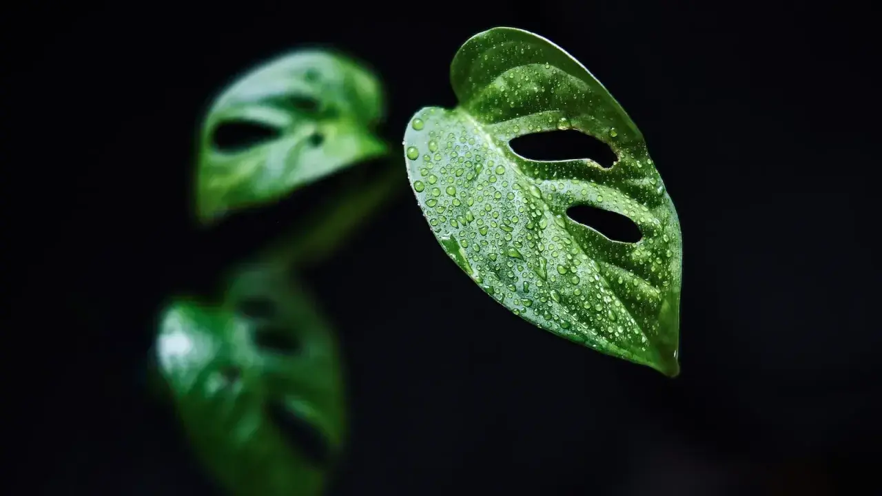 Kiedy monstera płacze, jej liście pokryte kroplami wody wyglądają jak łzy.