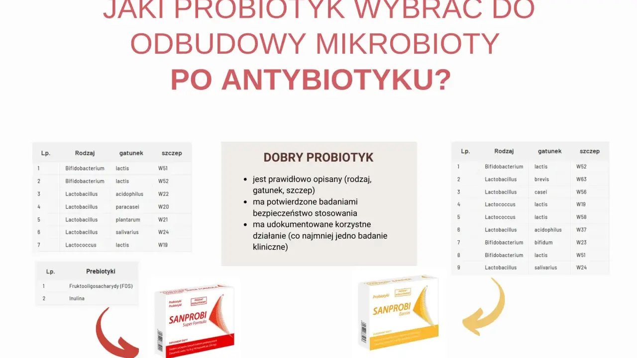 Czy można brać probiotyki profilaktycznie? Tabela przedstawia różne szczepy bakterii, które pomagają odbudować mikrobiotę po antybiotyku.