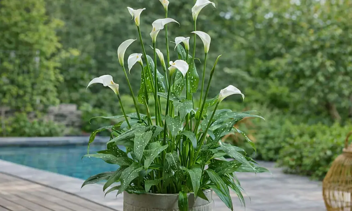 Un magnifique arum blanc, avec ses feuilles vertes tachetées, trône dans un pot en béton. Il semble prêt à décorer une maison, apportant une touche de fraîcheur.
