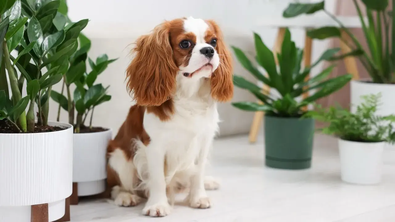 Uroczy piesek Cavalier King Charles Spaniel siedzi wśród roślin doniczkowych. Czy fikus jest trujący dla psa? Warto to sprawdzić, zanim piesek zacznie się bawić.