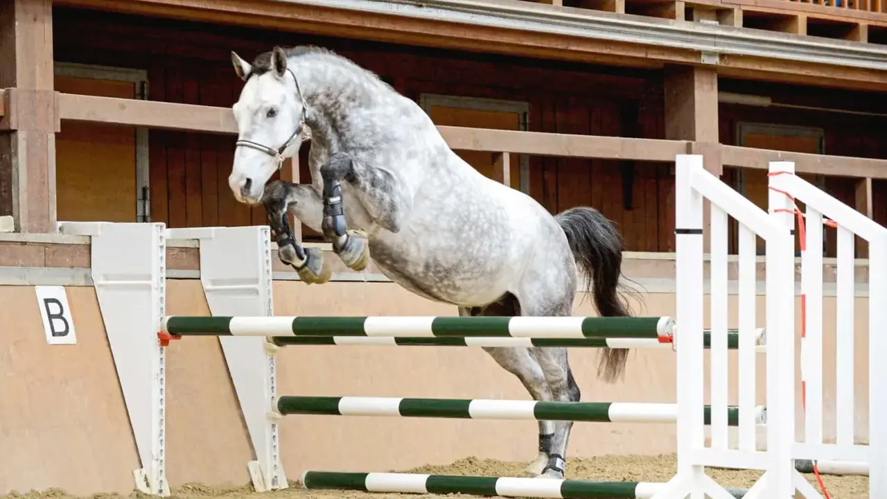 Graues Pferd springt über Hindernisse im Freispringen Aufbau.
