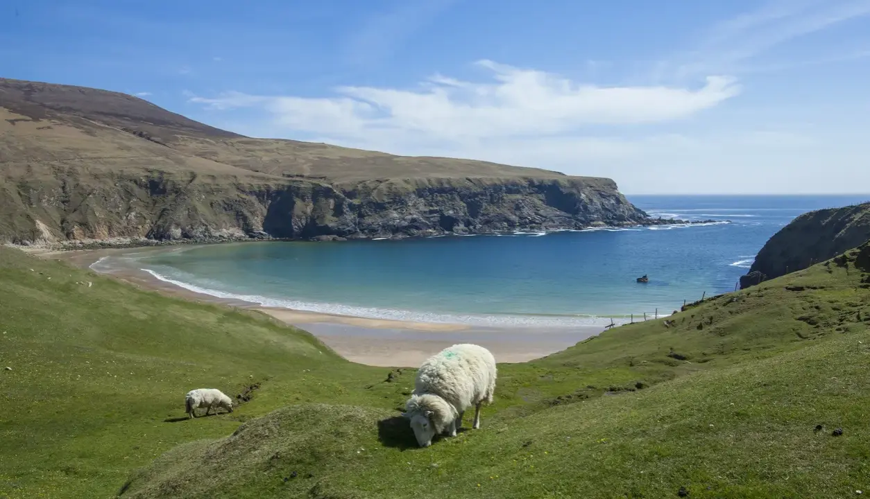 Får betar på en grön kulle med utsikt över en turkos vik och klippor. Kanske en dröm om att flytta till Irland?
