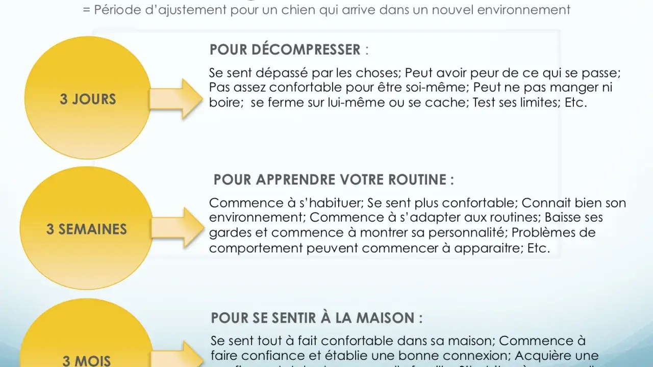 La règle des 3/3/3 : période d'ajustement pour un chien. 3 jours pour décompresser, 3 semaines pour apprendre la routine, 3 mois pour se sentir à la maison.