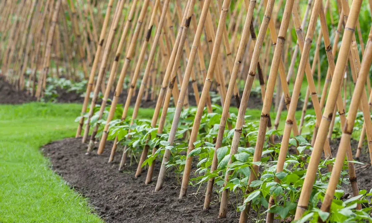 Junge Stangenbohnenpflanzen ranken an Bambusstäben empor. Die grünen Pflanzen wachsen in einer Reihe im Garten.