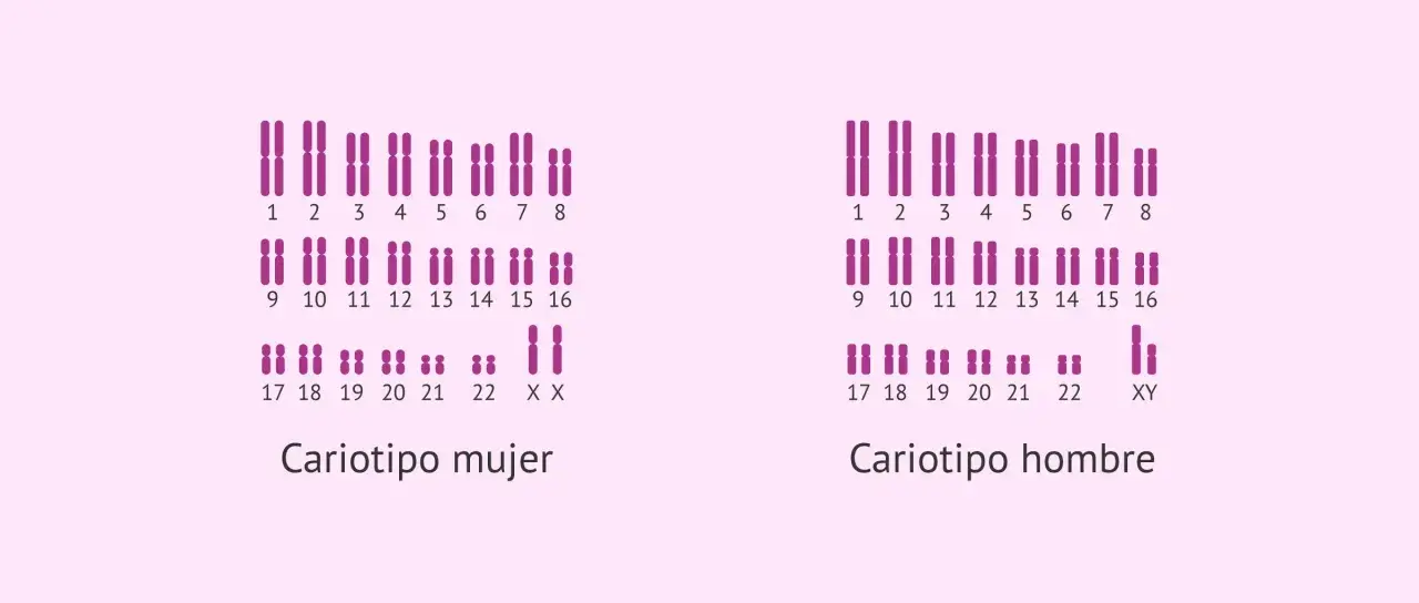 Cariotipo humano real: cromosomas femeninos (XX) y masculinos (XY) organizados por pares.
