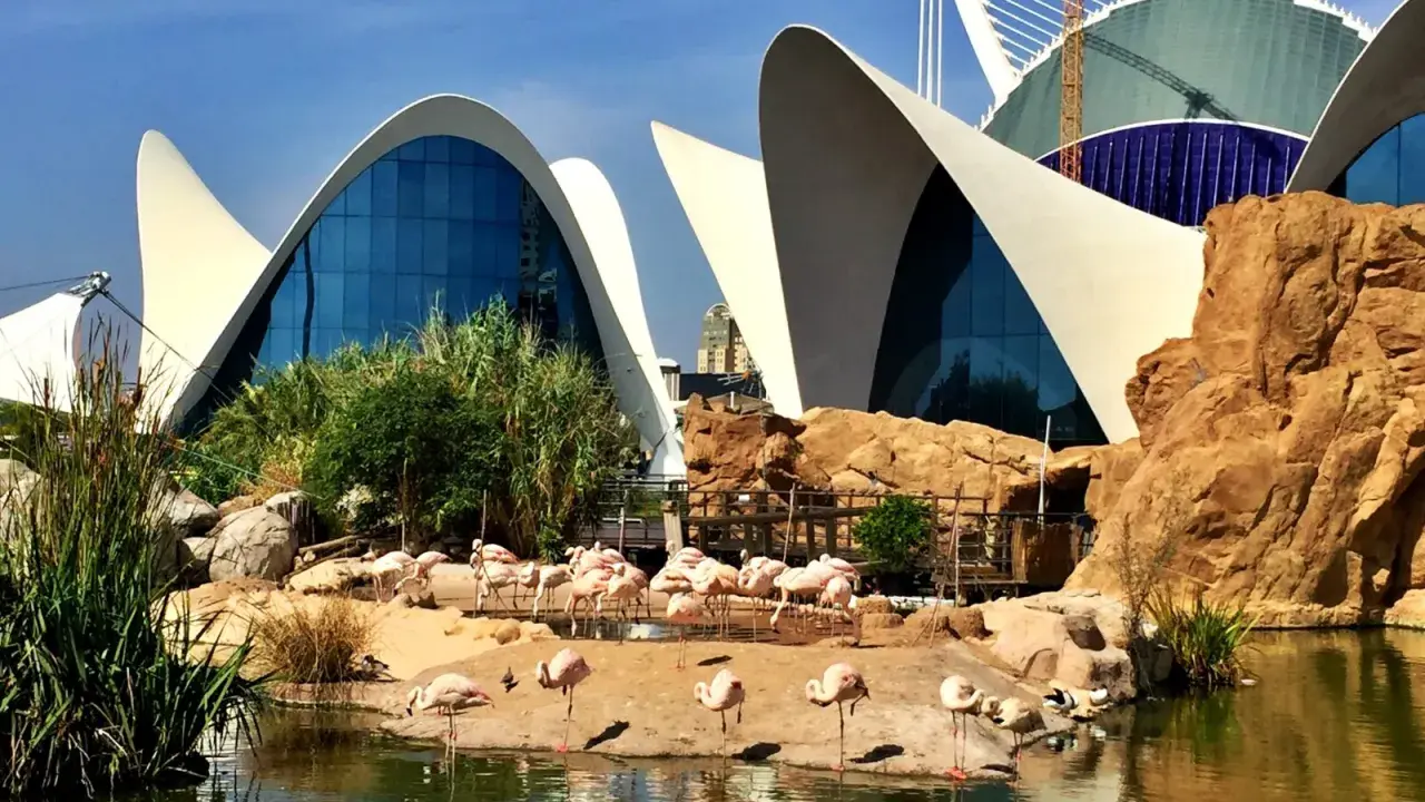Największe oceanarium Europy? Oceanogràfic Walencja Twój przewodnik