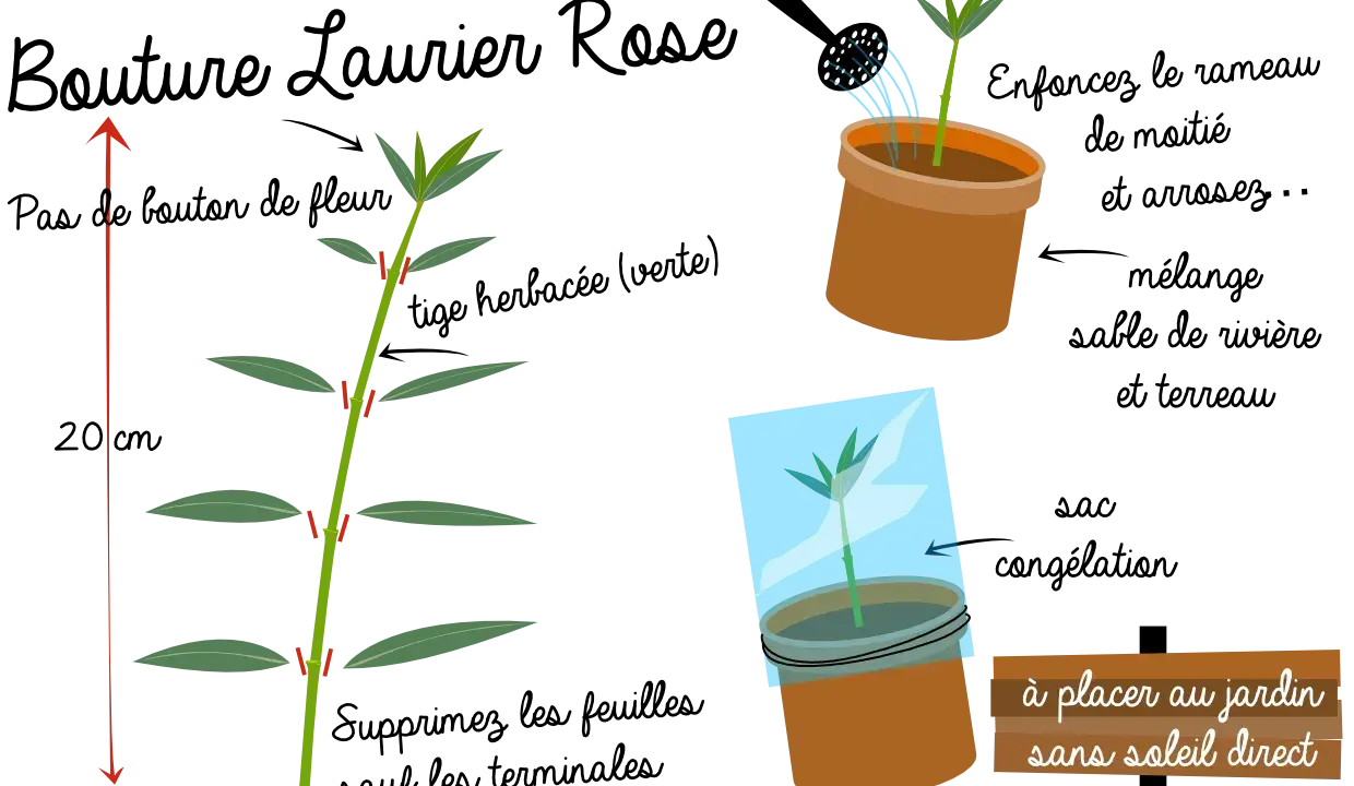Illustration montrant comment préparer une bouture de laurier rose. Une tige est coupée, puis mise en pot et recouverte d'un sac plastique.
