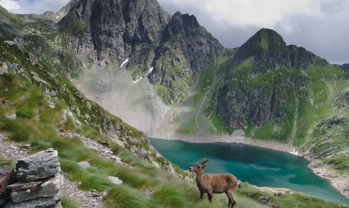 Un stambecco osserva il lago del diavolo, incastonato tra imponenti montagne verdi e rocciose.