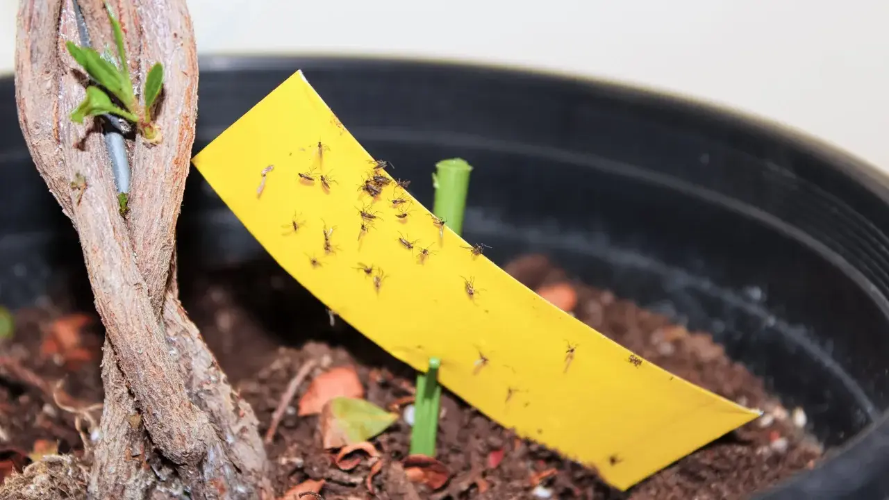Un piège jaune collant est couvert de mouches de terreau, signe d'une infestation dans le pot de la plante.