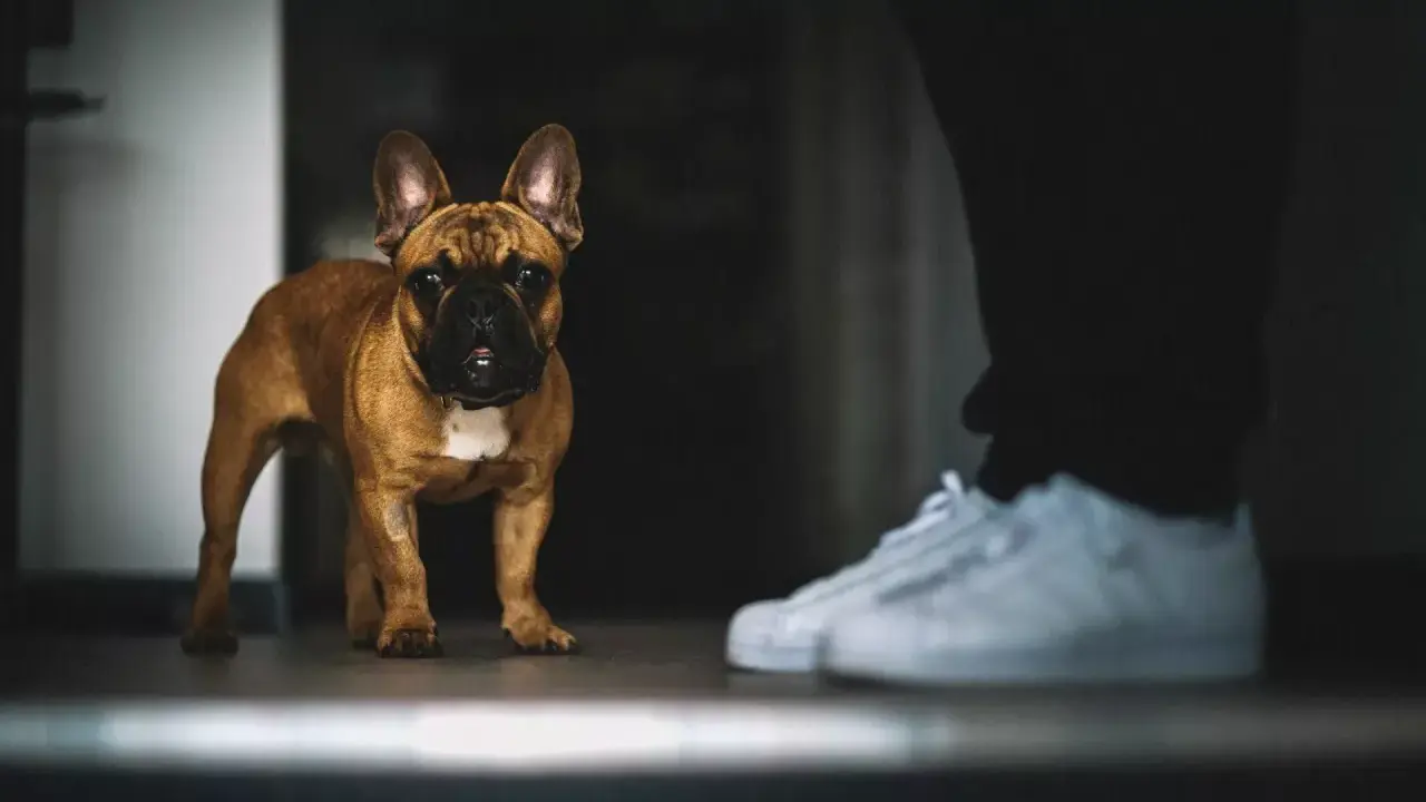 Un bouledogue français brun regarde attentivement une paire de baskets blanches. Il semble que mon chien me suit partout, même quand je me prépare à sortir.