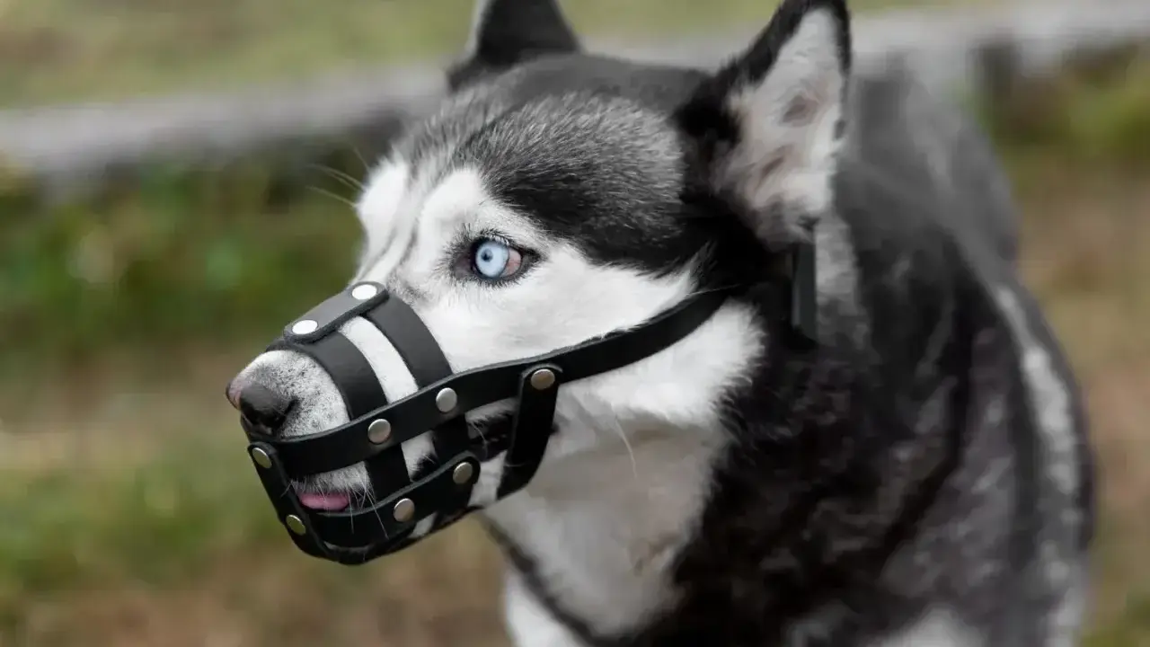 Siberian Husky z niebieskimi oczami w skórzanym kagańcu. Czy kaganiec jest obowiązkowy dla tego pięknego psa?