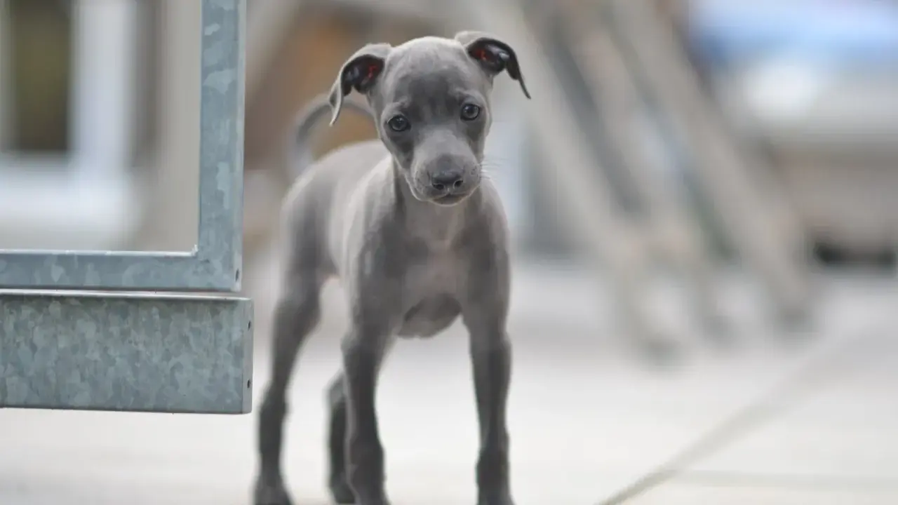 Un adorable chiot lévrier italien, tout gris, regarde curieusement la caméra.