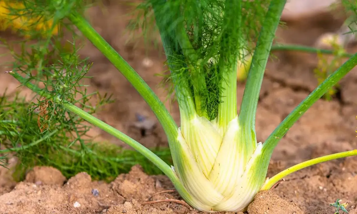 Gros bulbe de fenouil blanc et vert, prêt à être récolté. Les feuilles plumeuses s'élèvent au-dessus de la terre. Savoir quand récolter le fenouil est essentiel pour un goût optimal.
