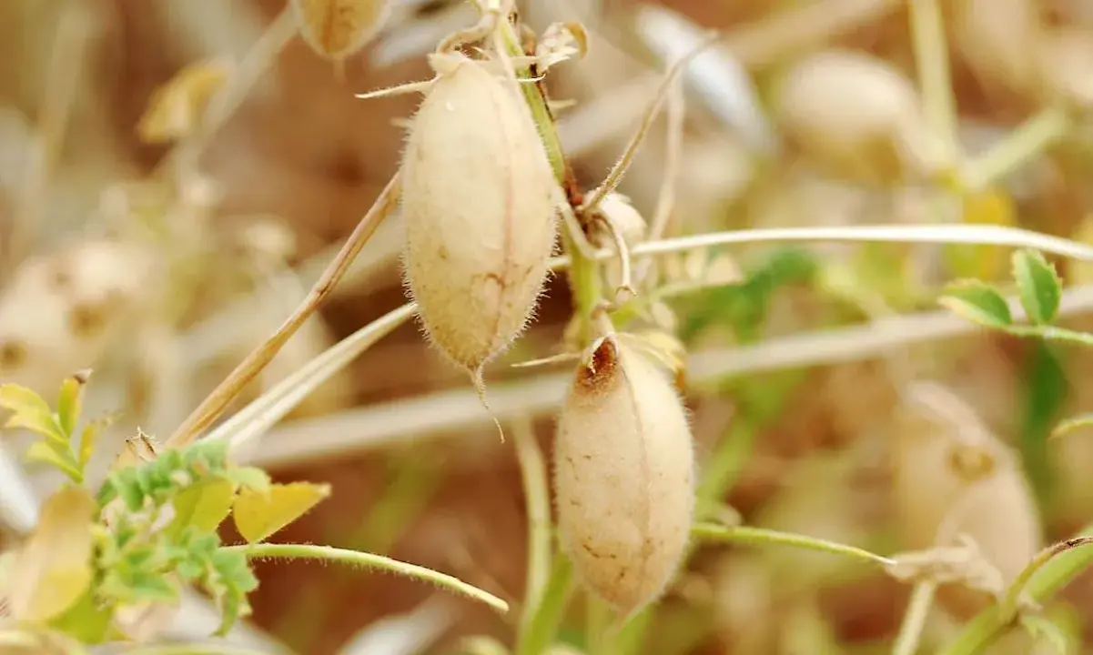 Gousses de pois chiche plante, mûres et velues, prêtes à être récoltées.