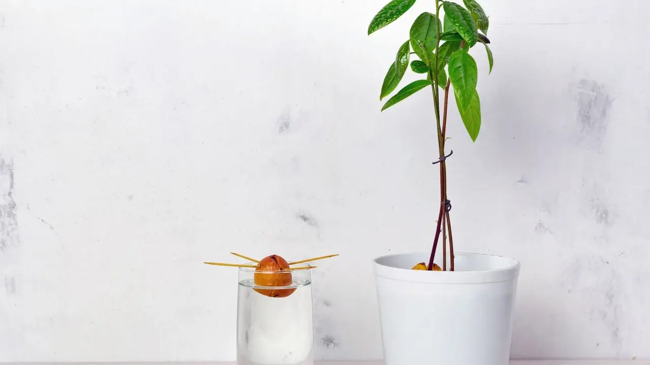 Ein Avocadokern keimt in Wasser, während eine junge Pflanze daneben im Topf wächst. So beginnt das Abenteuer, einen Avocadokern einzupflanzen.