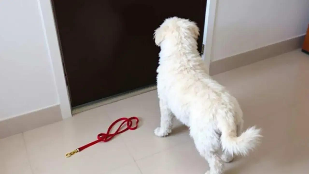 Mon chien ne veut plus rentrer dans la maison. Il regarde la porte, sa laisse rouge abandonnée sur le sol.