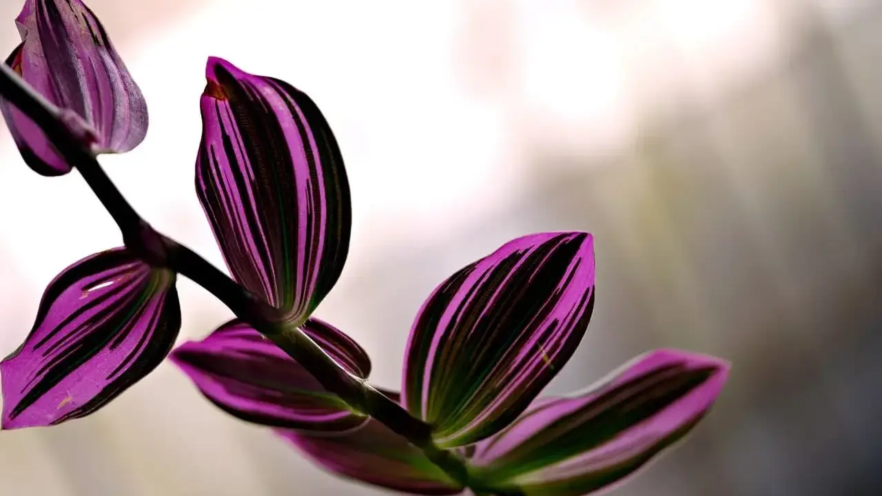 Hojas de tradescantia zebrina con vibrantes rayas púrpuras y verdes, con un tallo oscuro y un fondo desenfocado.
