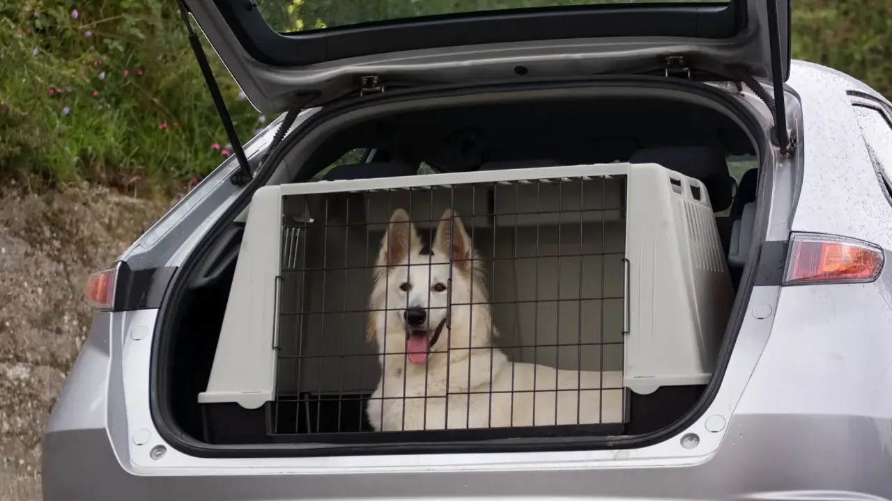 Biały pies w transporterze w bagażniku samochodu czeka na podróż.