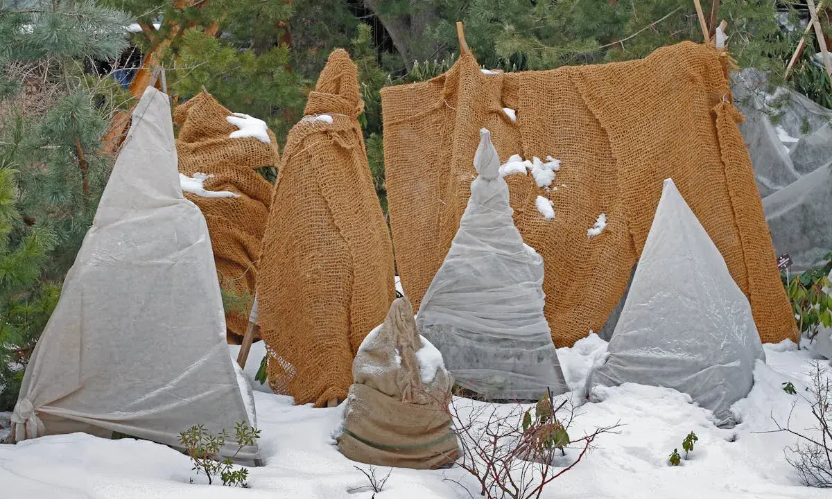Protection hivernale des plantes, dont des campanules, sous des bâches et toiles de jute.