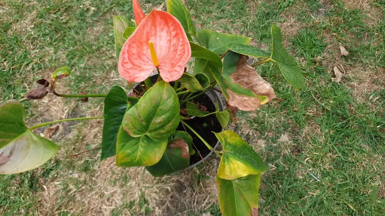 En vacker blomma i flamingo-rosa färg, med gröna blad och en gul mitt. Den står i en kruka på gräsmattan.
